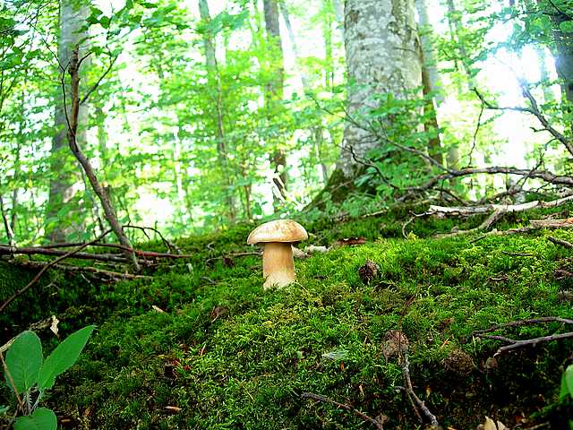 2005 :  Un anno di funghi